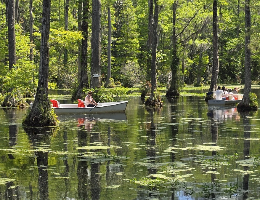 Two small boats with people sit on a calm, tree-filled swamp in Berkeley County SC. Sunlight filters through green foliage, lily pads float on the water’s surface, and reflections of trees and boats shimmer gently below.